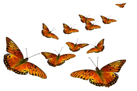 Monarch butterflies rising into the air at the release